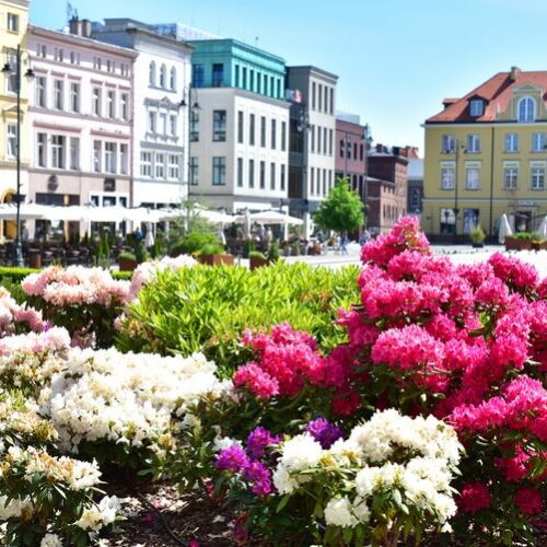 Bydgoszcz skąpana w kwiatach