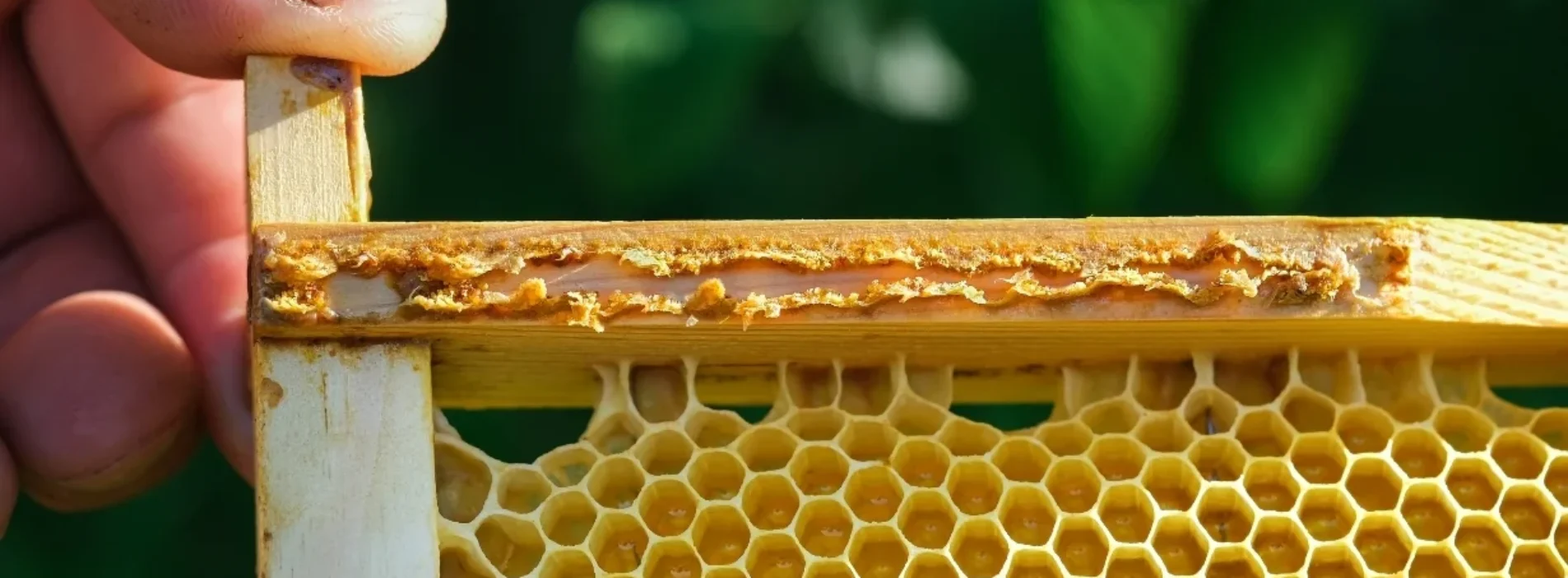 Jakie są miody i czym różnią się między sobą? Przewodnik po najpopularniejszych rodzajach